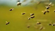 Rescatan a ciudadano que se refugió en un pozo tras ataque de abejas en Santa Rita