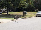 Un emú suelto en Rocky Mount puso a reír a todo el vecindario
