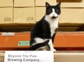 Subscriber only. How a 'working cat' saved Beyond the Pale thousands in pest control