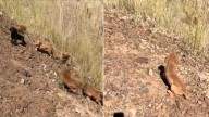 Washington Man Discovers One Puppy In The Heat Then Six More Appear From The Bushes