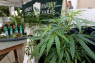 Newsom puts 25% cannabis tax hike on pause