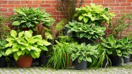 Can You Grow Hosta Plants In Containers? Here's What To Know