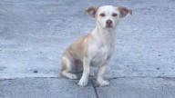 Refuerzan el cuidado animal; alcanzarán penas hasta 9 años de cárcel
