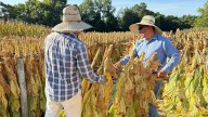 Daviess County farmer preserves tobacco tradition amid industry decline