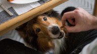 Lo que tienes que hacer si tu perro te pide comida cada vez que estás en la mesa, según un experto