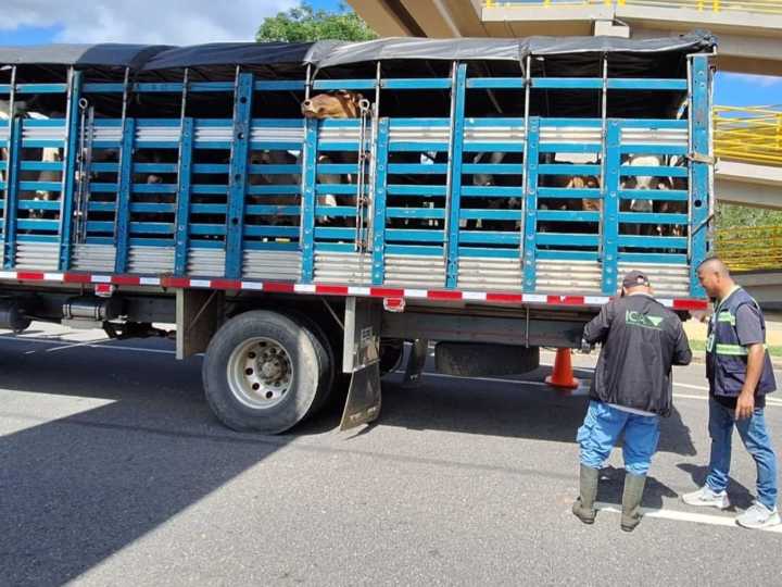 Control sanitario y legal en Casanare: una medida para frenar el contrabando de animales