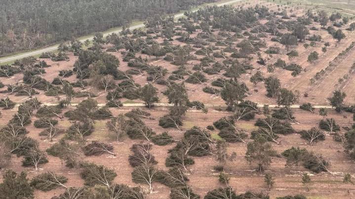 'It was completely unexpected' | Georgia pecan growers face long recovery nearly a year after Helene