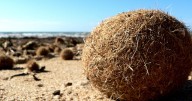 Scientists Explain Mysterious ‘Neptune Balls’ Washing Up On Beaches