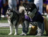 Demond Williams Jr. Leads Huskies To Apple Cup Victory