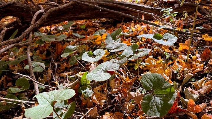 Red-Tail Land Conservancy: The litter you can leave alone Kendalynn Ross
