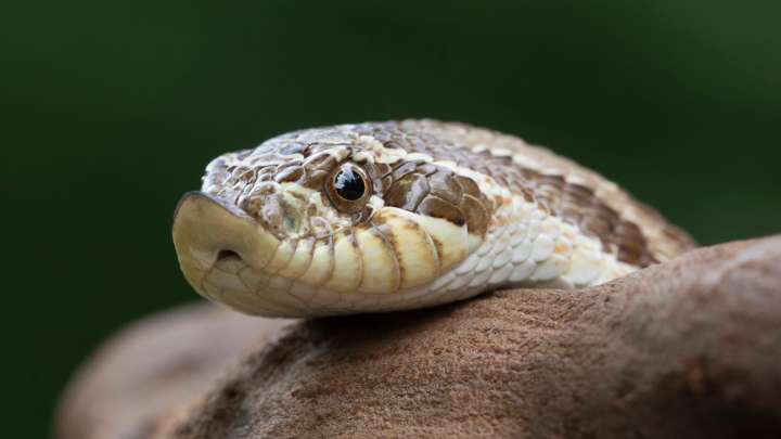 Southern hognose snakes are endangered in SC. See species threats