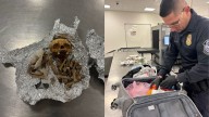 Bones, including portion of a skull, found in duffel bag at TPA: CBP