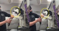 Estilista graba el drama de un husky después de su cita de baño, corte de pelo y uñas