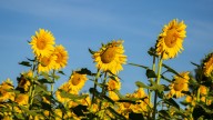12 Of The World's Tallest Sunflowers You Can Grow To Impress Neighbors