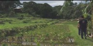 State’s high court rules against land board over Maui water rights case