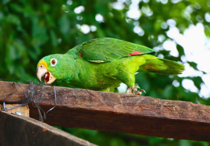 80 especies fueron devueltos a su hábitat en Casanare