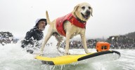 Dog events: The weird and wonderful dog events around the world including The International Corgi Race, World's ugliest dog contest and Woofstock