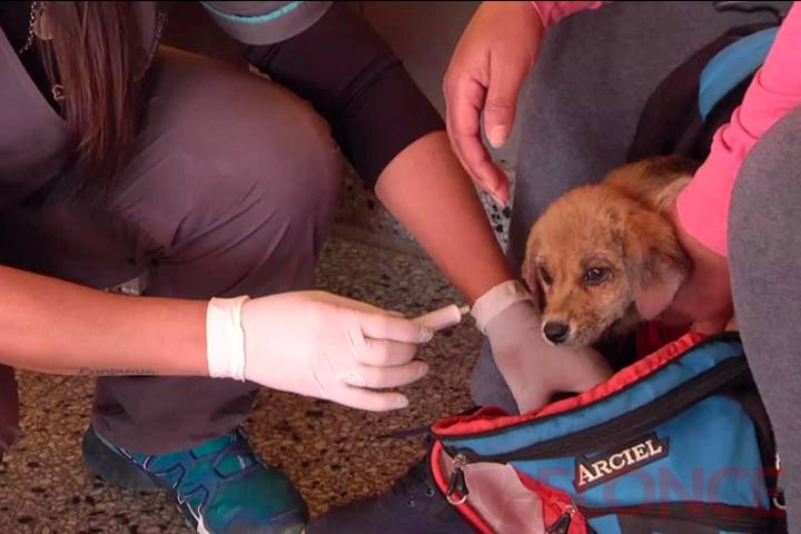 Salud animal: comienzan los operativos en Vecinal Los Gobernadores