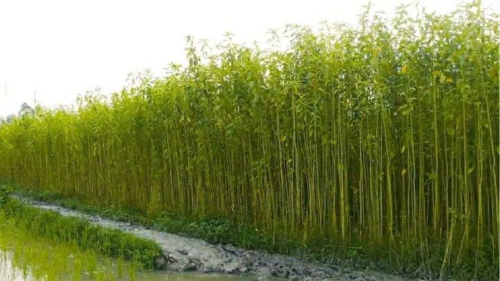 Nagaland inks four-party MoU to boost jute and natural fibre farming, targets 8 districts