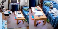 Un perro aprendió a usar Alexa para escuchar música y quedó grabado: ahora una banda musical lo sigue en Instagram