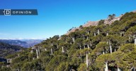 Bosque nativo: Propuestas urgentes para un nuevo gobierno y un nuevo modelo forestal para Chile