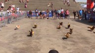 WATCH: 100 wiener dogs race at Oktoberfest Zinzinnati