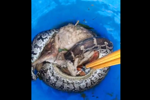 Giant python captured in Rajouri