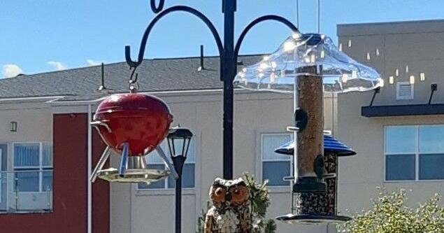 Bird habitat provides joy, comfort at Springs care facility