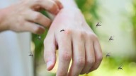 Aumento de mosquitos en Santa Fe: causas, estrategias y cómo prevenir el dengue