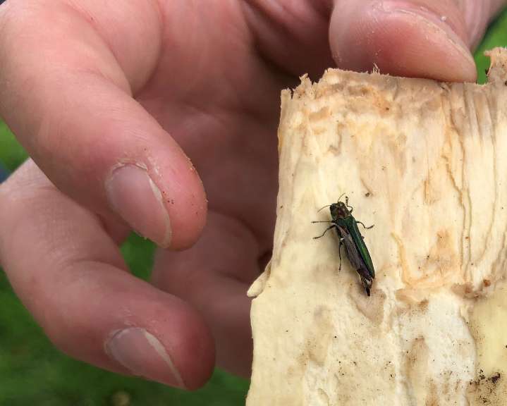Destructive emerald ash borer discovered in Portland for first time