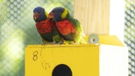 Columbus Zoo closes lorikeets exhibit after 10 birds die from West Nile virus