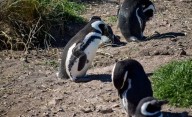 Los pingüinos de Camarones "no son fieles"