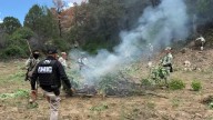 Destruyen un plantío de marihuana