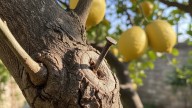 Clavar un clavo en el limonero: para qué sirve y por qué lo recomiendan