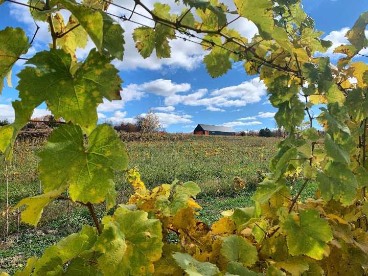 Finger Lakes gives this ‘wine guy’ from the Philly burbs a site to fulfill his dream