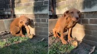 Missouri Dog Who Was Starving Finds A New Beginning Thanks To Kind
