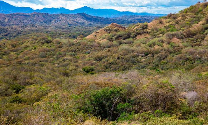 Avanza declaratoria de área protegida en ecosistemas secos