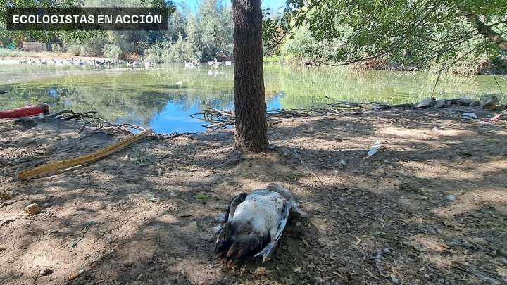La gripe aviar se acerca a Doñana