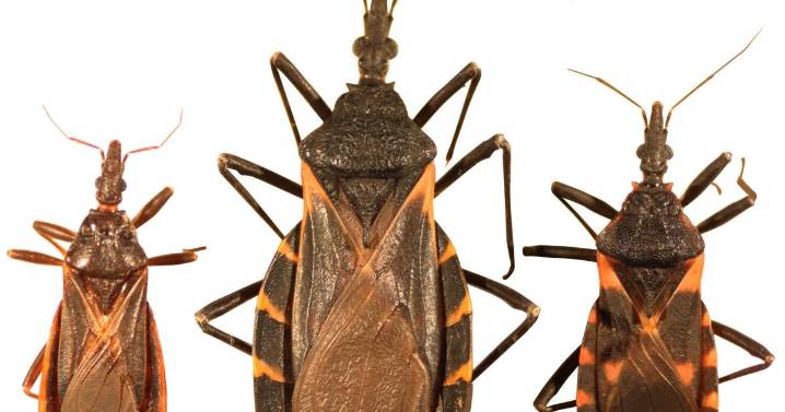 "Kissing bug" disease is here to stay in Missouri