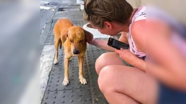 Tennessee Woman On Vacation Meets A Stray Dog In Need And Makes A Life