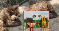 Denuncian grave abandono de osa negra en peligro de extinción en zoológico La Pastora; autoridades ambientales realizan inspección