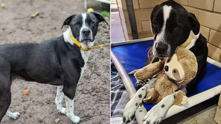 Louisiana Dog Finds Joy In Snuggling With Her Plushie Toy As She Awaits Adoption
