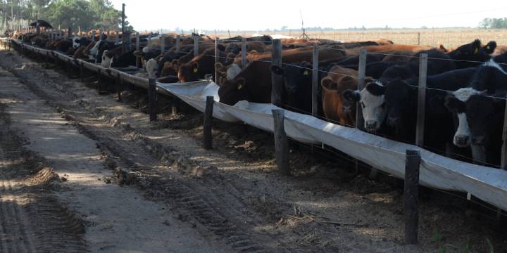 El negocio del feedlot puede volverse insostenible