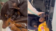 California Mama Dog Found In Downpour Protects Her Puppies With Everything She Has