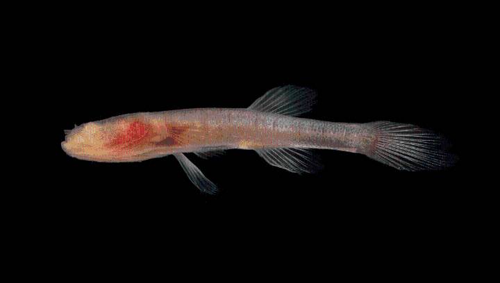 Eyeless Cavefish Evolved Blindness Independently Many Times Over The Past 11 Million Years