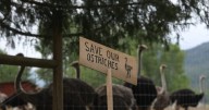B.C. ostrich farm wins another interim stay of cull order