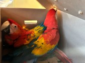 El alto costo del tráfico de animales en México: víctimas y sobrevivientes