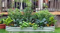 The Popular Leafy Green You May Not Want To Plant Near Basil