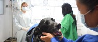 Más de 40 perros y gatos fueron esterilizados en Bogotá en jornadas gratuitas