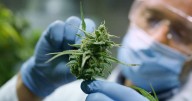 Mendoza reglamentó la ley de cannabis medicinal y cáñamo industrial
